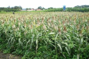 push-pull in Sorghum.JPG