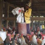 MARGARET FEEDING CHICKEN-THIKA.jpg