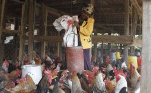 MARGARET FEEDING CHICKEN-THIKA.jpg