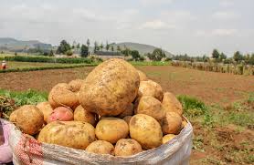potato seed.jpg