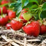 strawberry-farming.jpg
