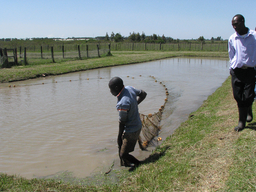 Aquaculture-Kenya-AwF-1.jpg