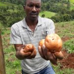 Bomet Potato farmer.jpg