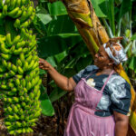 bananas.jpg