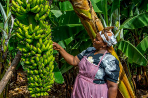 bananas.jpg