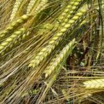 barley.jpg