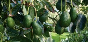hass and fuerte avocado ban.jpg