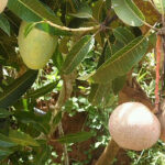 mangoes,kitui.jpg