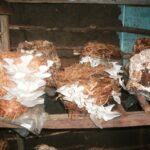 Oyster Mushroom, Victor Kyalo.jpg