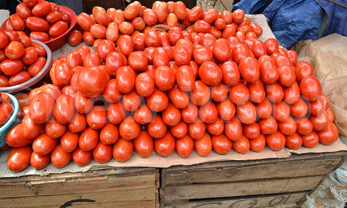 Tomatoes photo by New Vision.jpg
