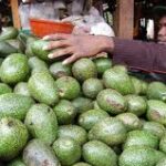 avocado-market.jpeg