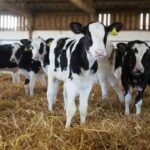 calves Photo by fwi.co.uk.jpg