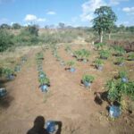 makueni kituku
