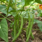 French beans