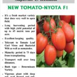 Nyota F1 Tomato