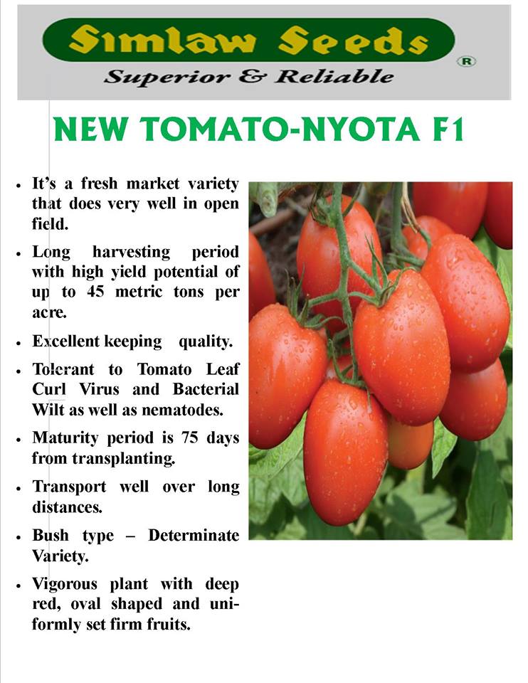 Nyota F1 Tomato