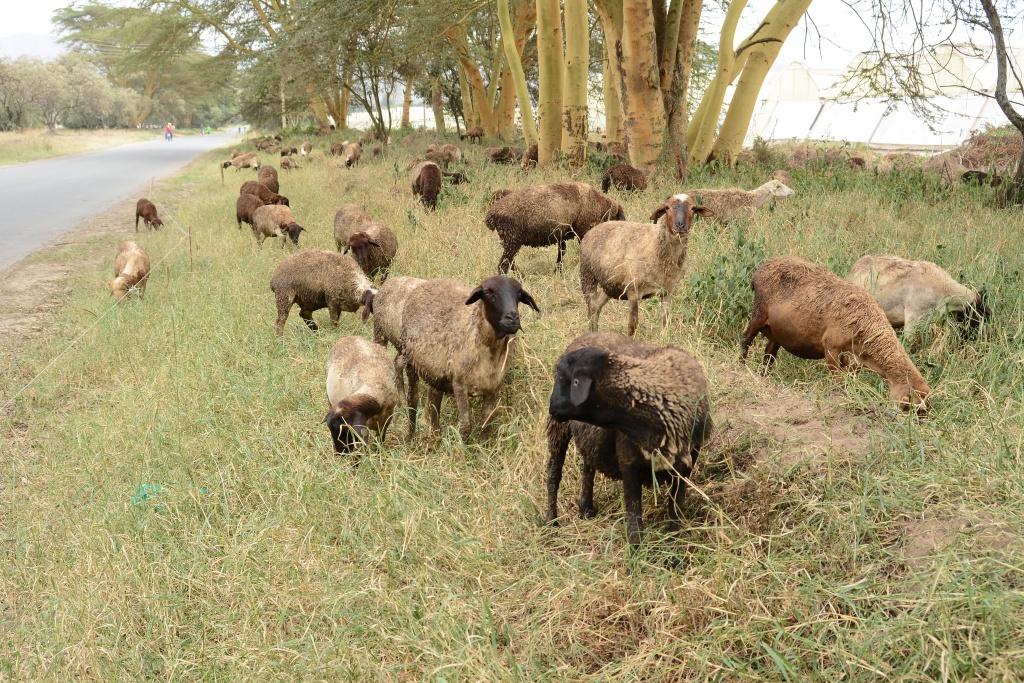 Oserian dorper sheep