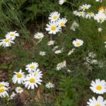 Pyrethrum flowers