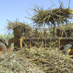 Sugarcane Farming in Kenya
