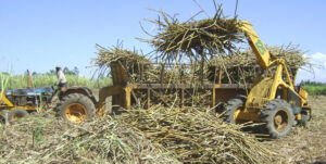 Sugarcane Farming in Kenya