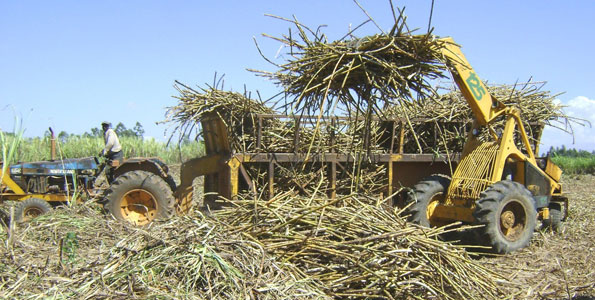 Sugarcane Farming in Kenya