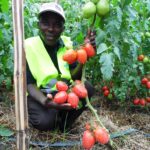 TomatoesSyngentaJoramKaindiMombasaASKByLabanRobert