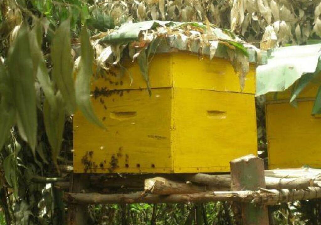 bee hive
