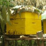 bee hive