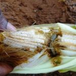 fall army worm by BBC