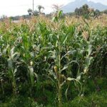 maize