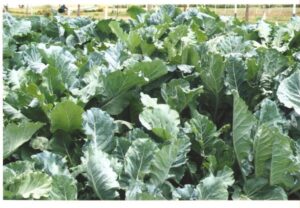 organic sukumawiki 1 kales