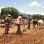 oxen ploughing