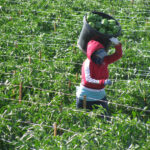 pepper crop1