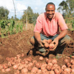 potato farmer nyandarua