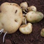 potato seed cuttings