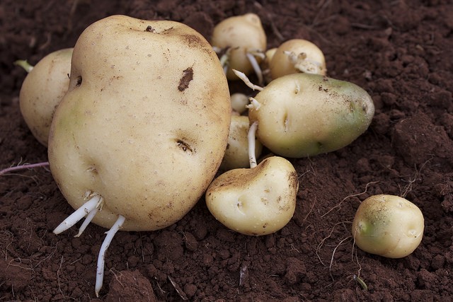 potato seed cuttings