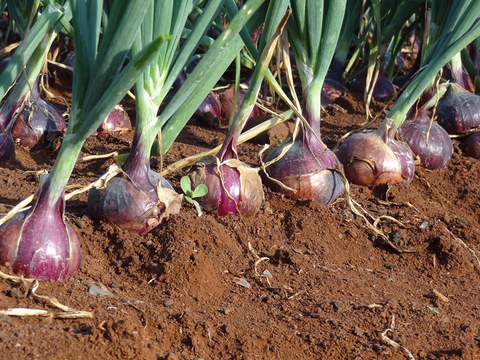 red sanga F1 onion variety