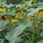 sunflower plants