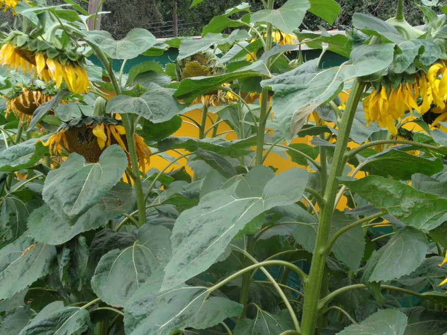 sunflower plants