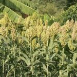 white sorghum