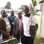 Bernard Kimutai hass avocado seedling