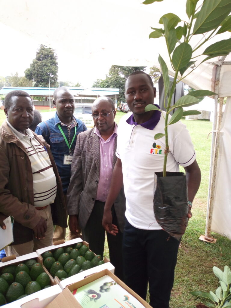 Bernard Kimutai hass avocado seedling