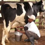 Milking dairy cow dairy farmer