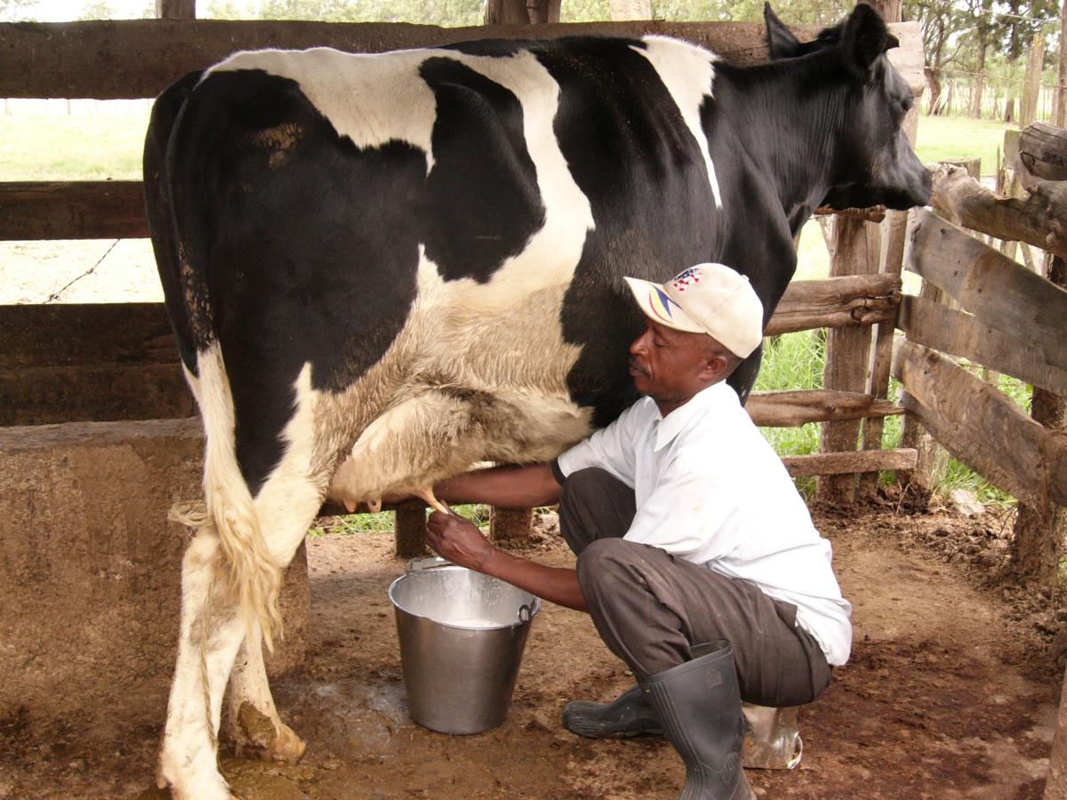 Milking dairy cow dairy farmer