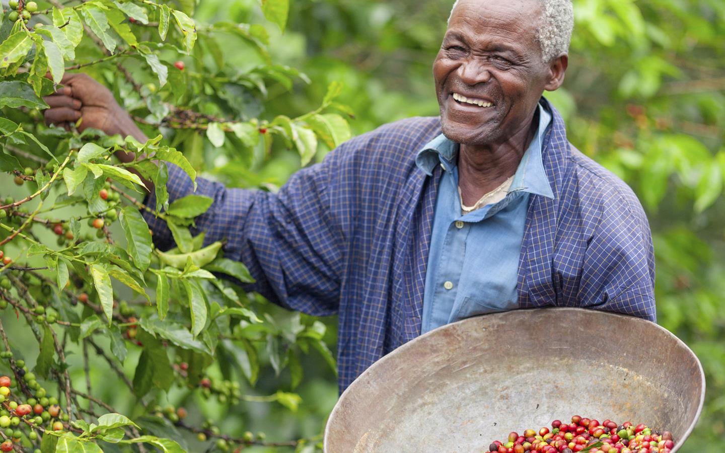coffee farmer kenya