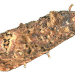 false codling moth