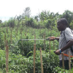 farmer spraying tomatoes sprayer
