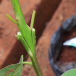 grafted avocado seedling