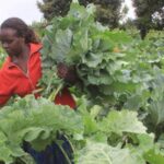 kales farming in kenya