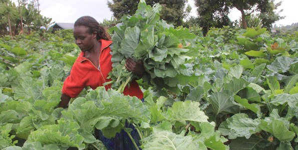 kales farming in kenya